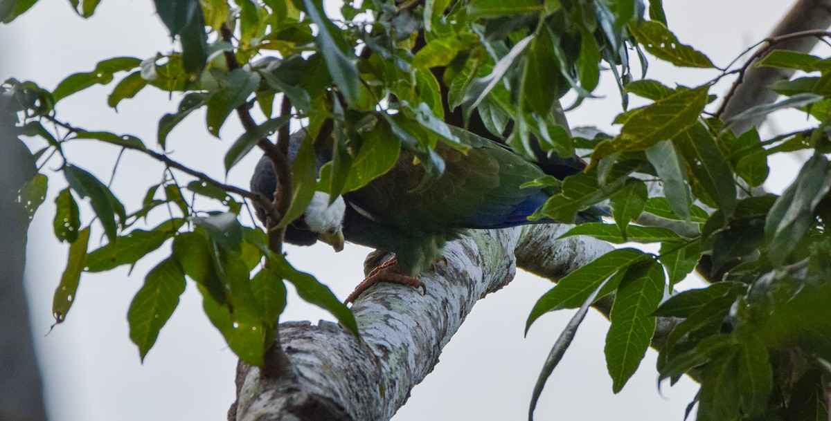 Loro Senil - ML647440003