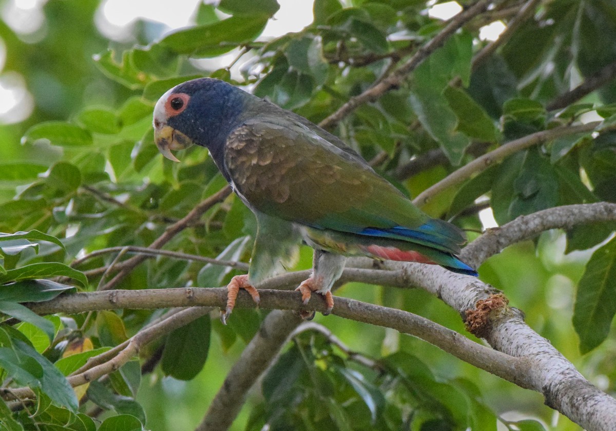 Loro Senil - ML647440005