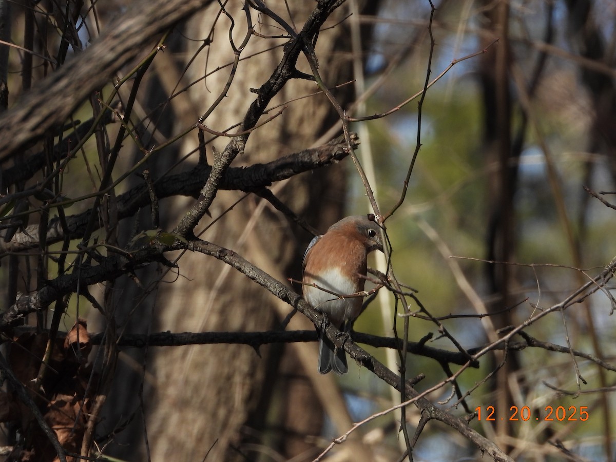 Eastern Bluebird (Eastern) - ML647440006