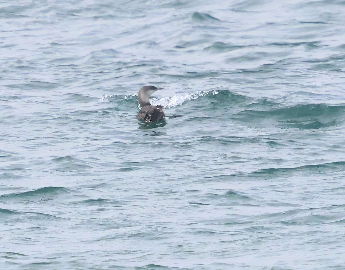 Pazifikoko aliota - ML647440009