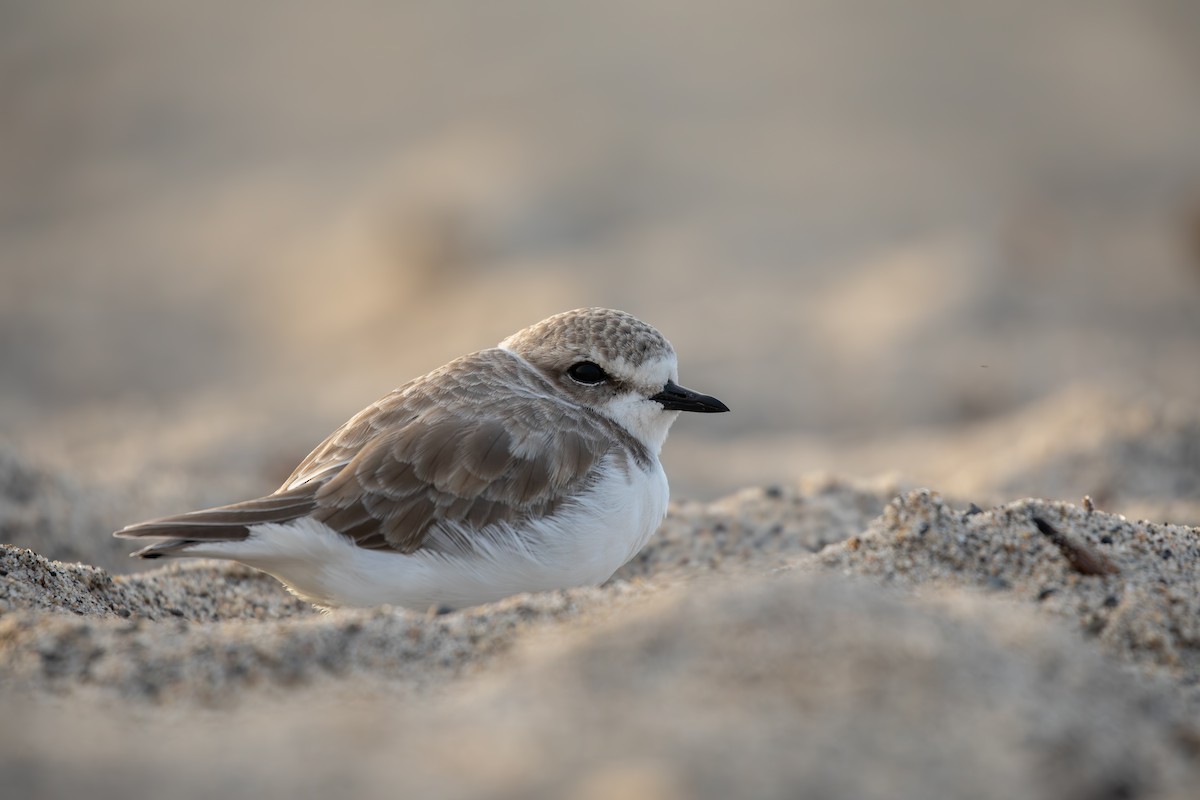 Snowy Plover - ML647440032