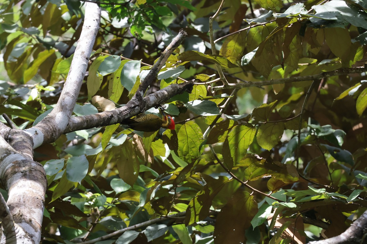 Sarı-Yeşil Yazılı Ağaçkakan - ML647440033