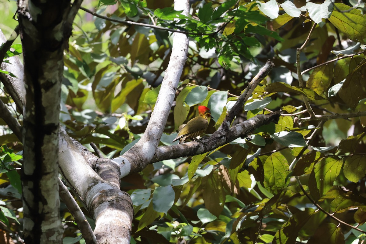 Sarı-Yeşil Yazılı Ağaçkakan - ML647440034