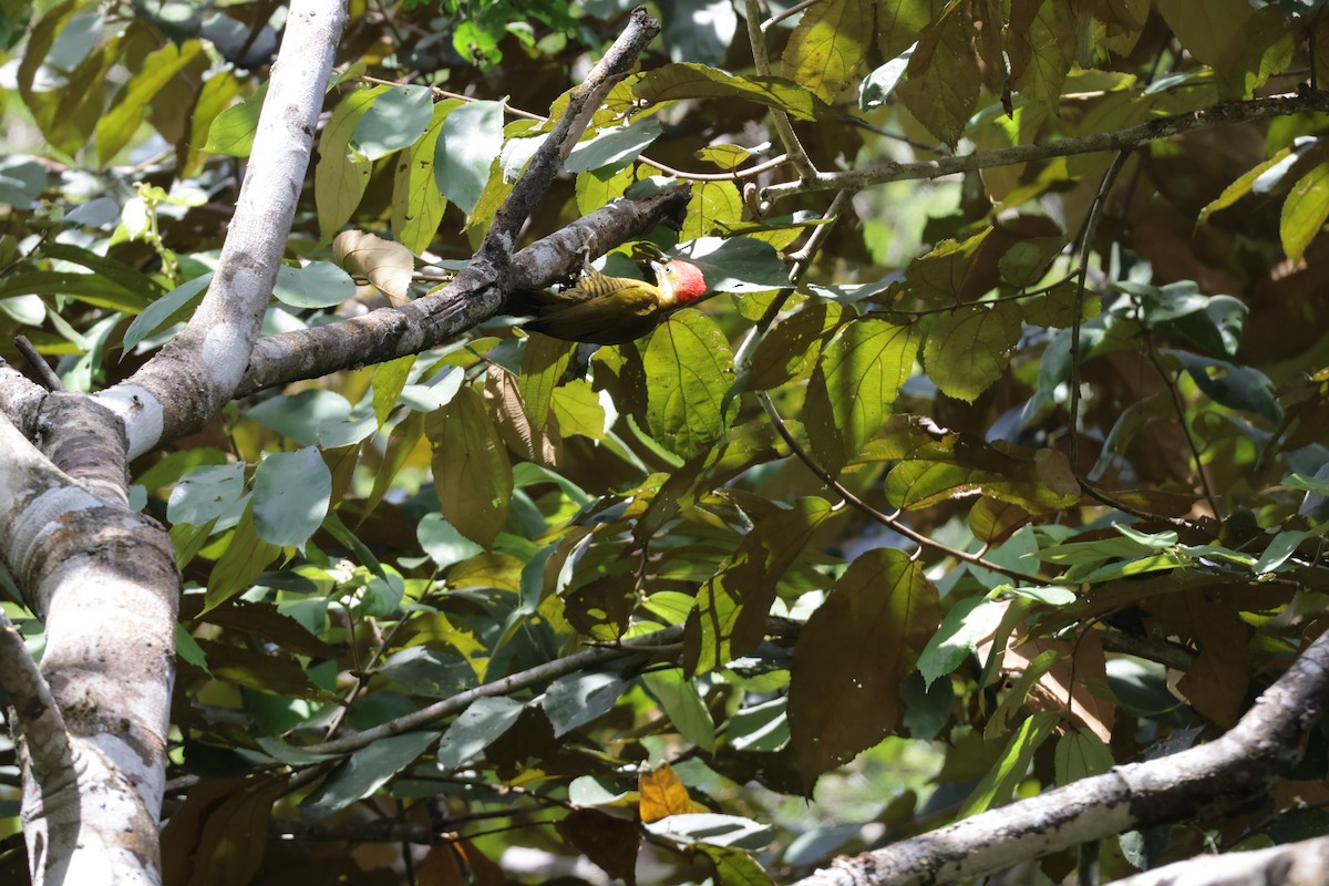 Sarı-Yeşil Yazılı Ağaçkakan - ML647440035