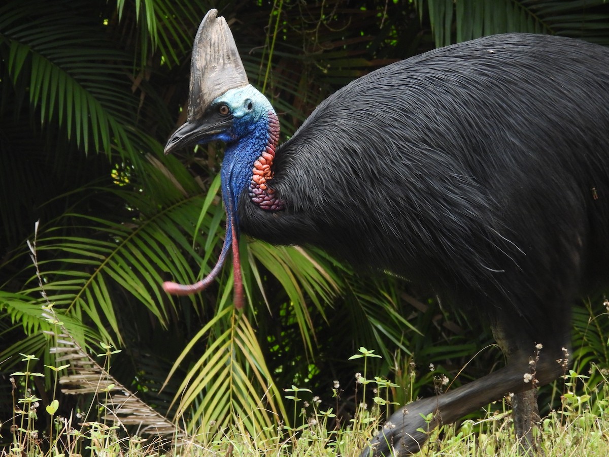 toflikkasuar - ML647440041