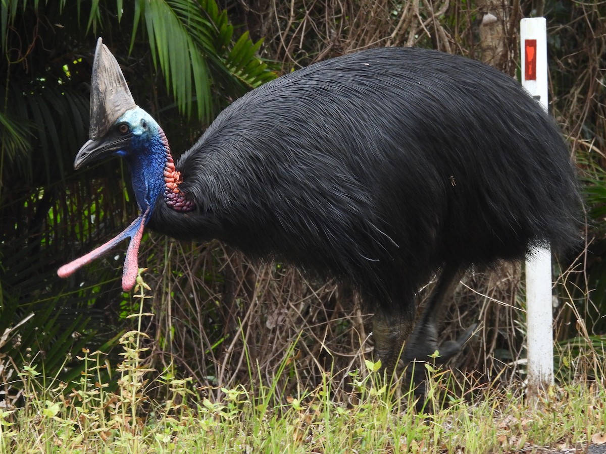 toflikkasuar - ML647440042