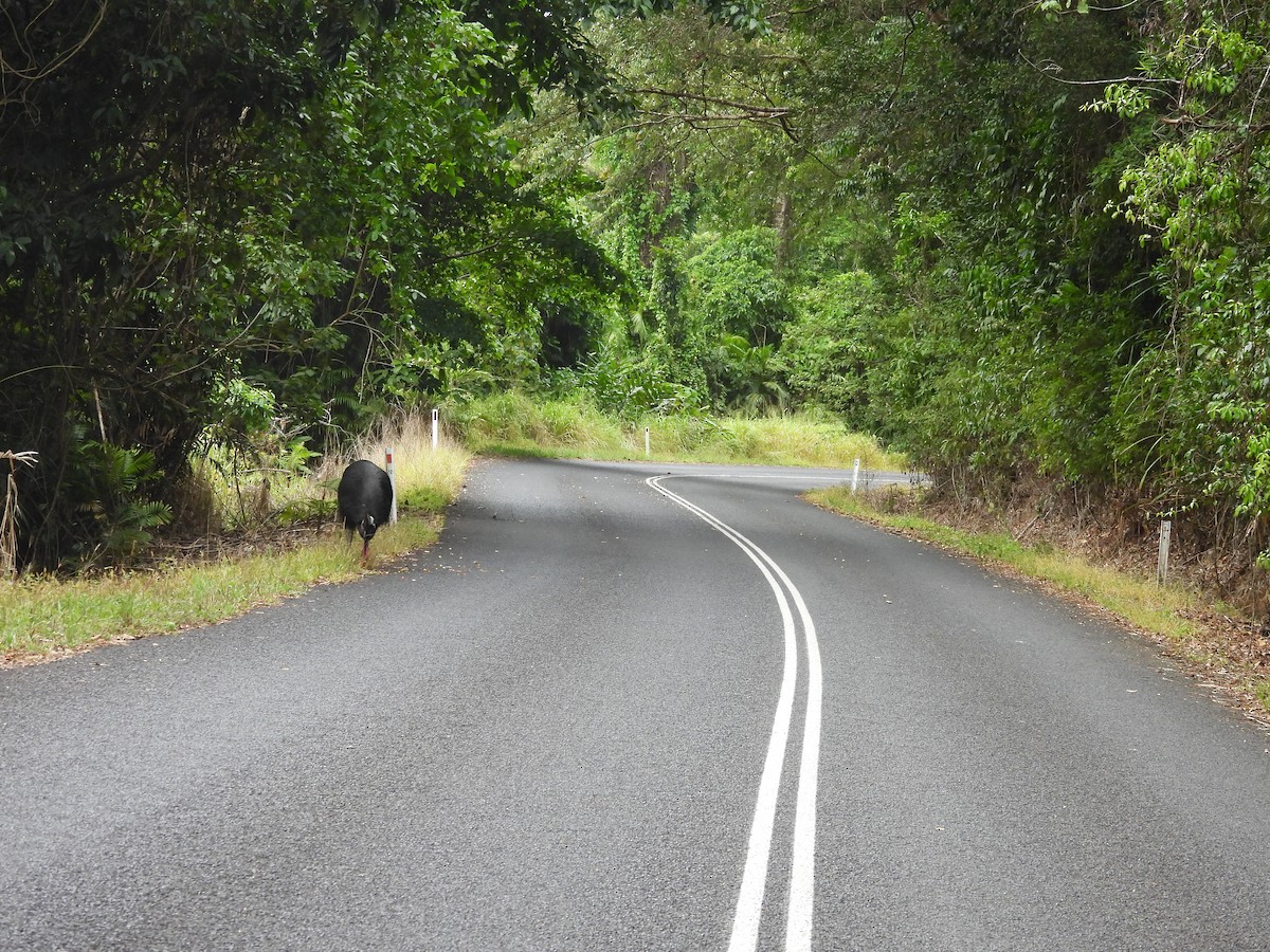 toflikkasuar - ML647440043