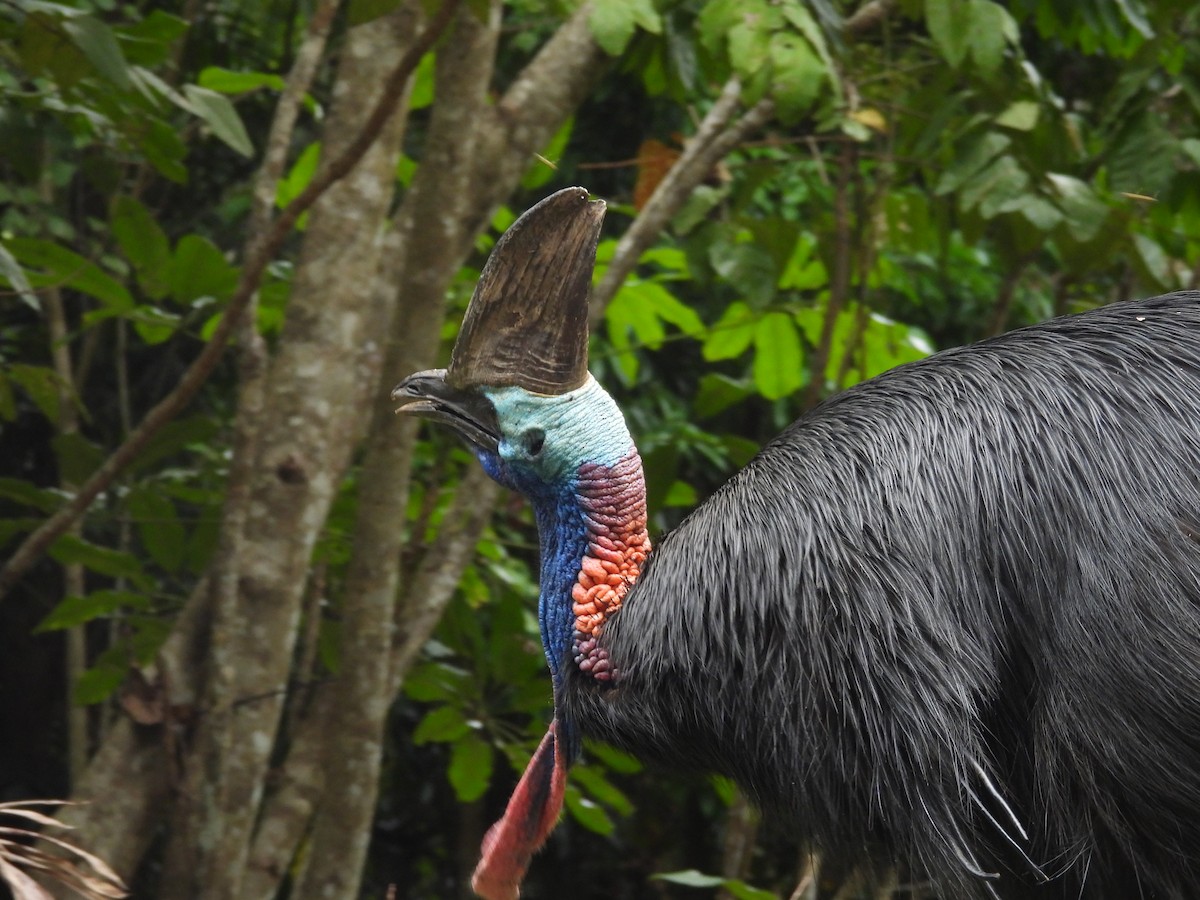 toflikkasuar - ML647440044