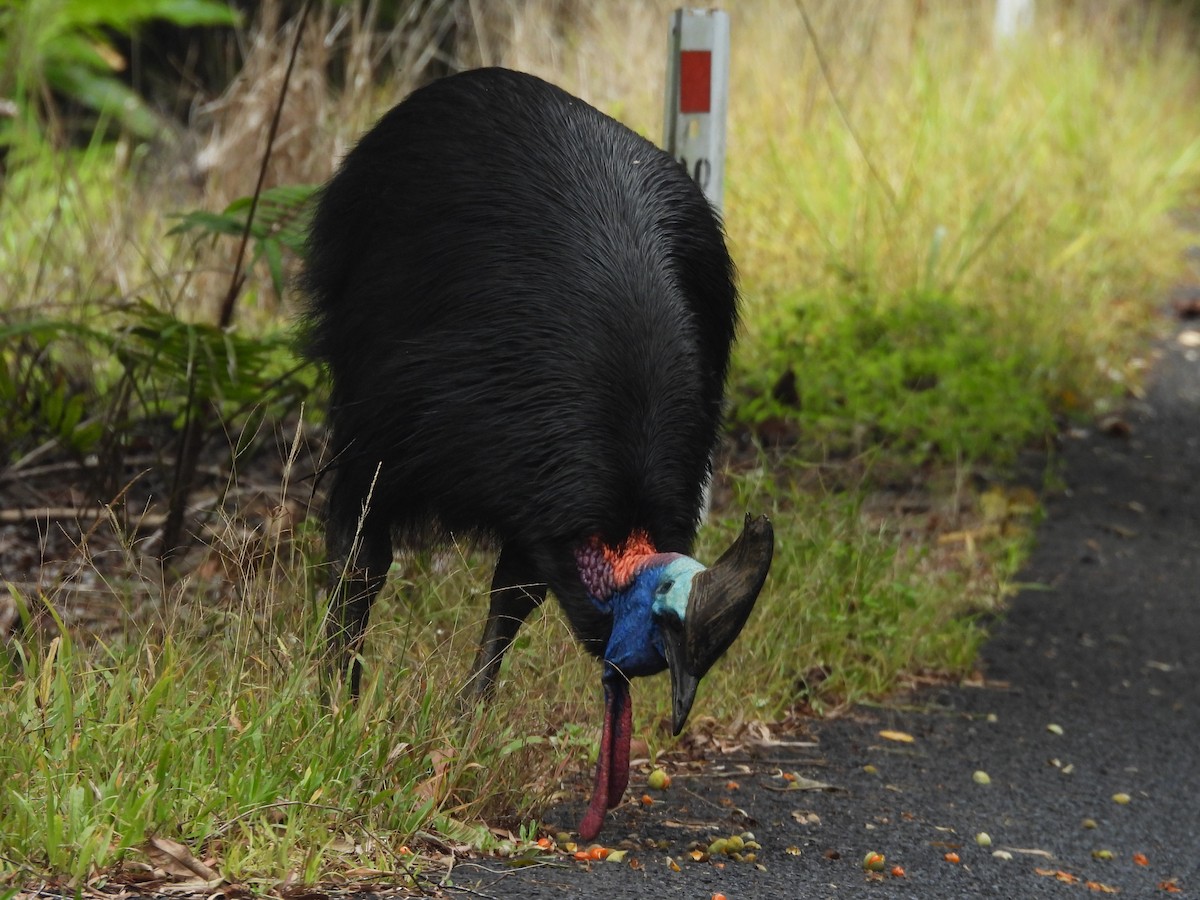 toflikkasuar - ML647440045