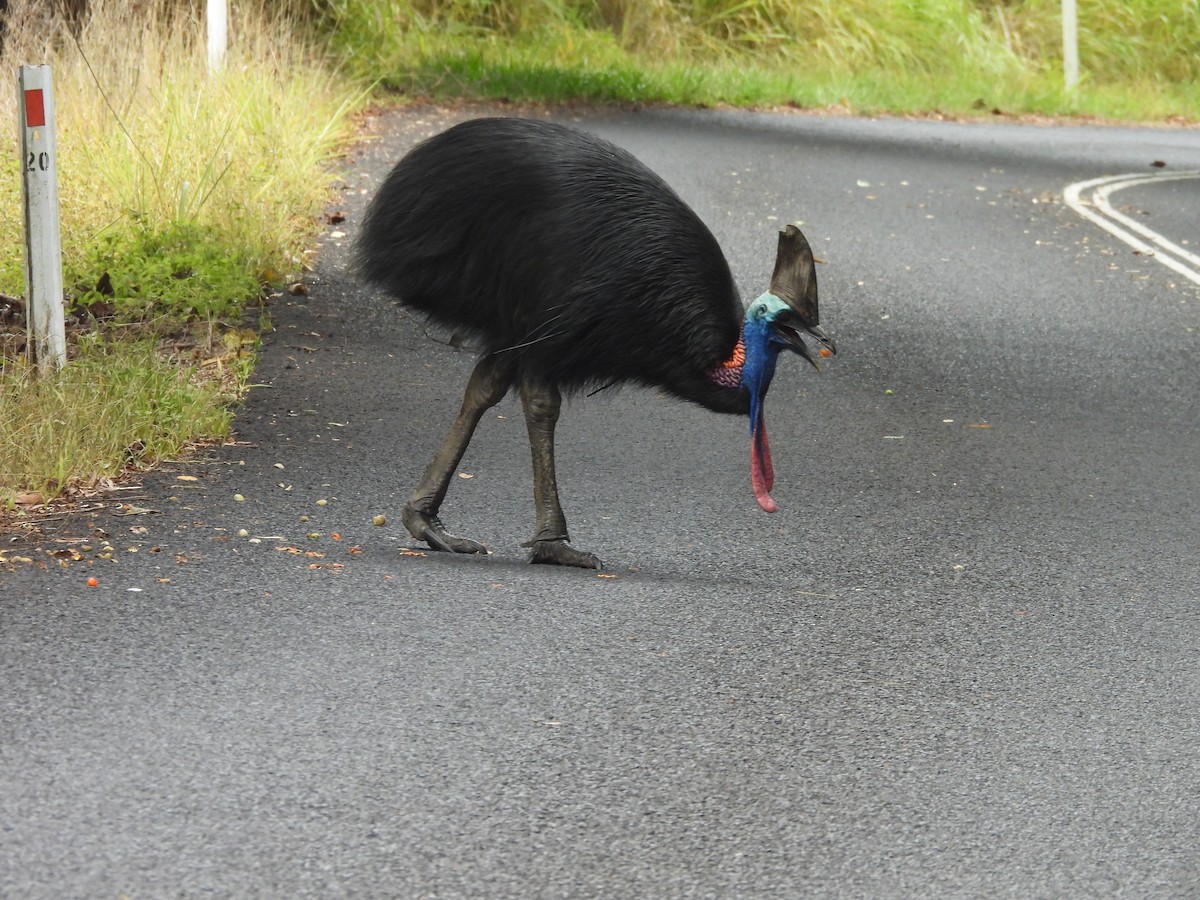 toflikkasuar - ML647440046