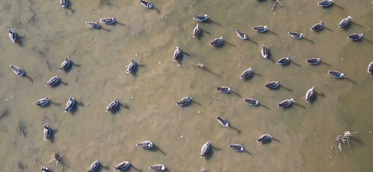 Boz Kaz - ML647440050