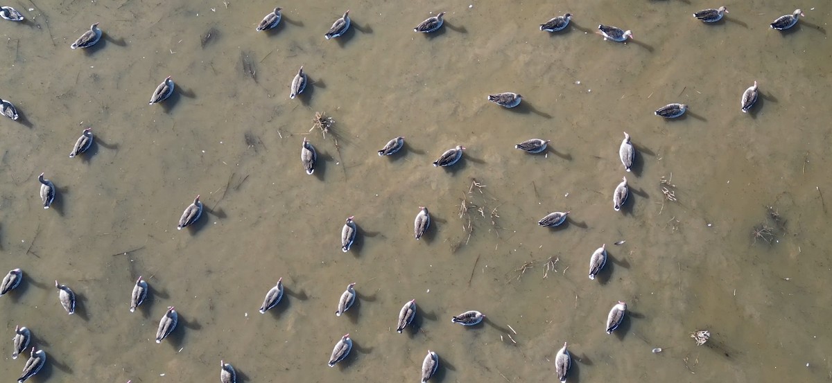 Boz Kaz - ML647440051