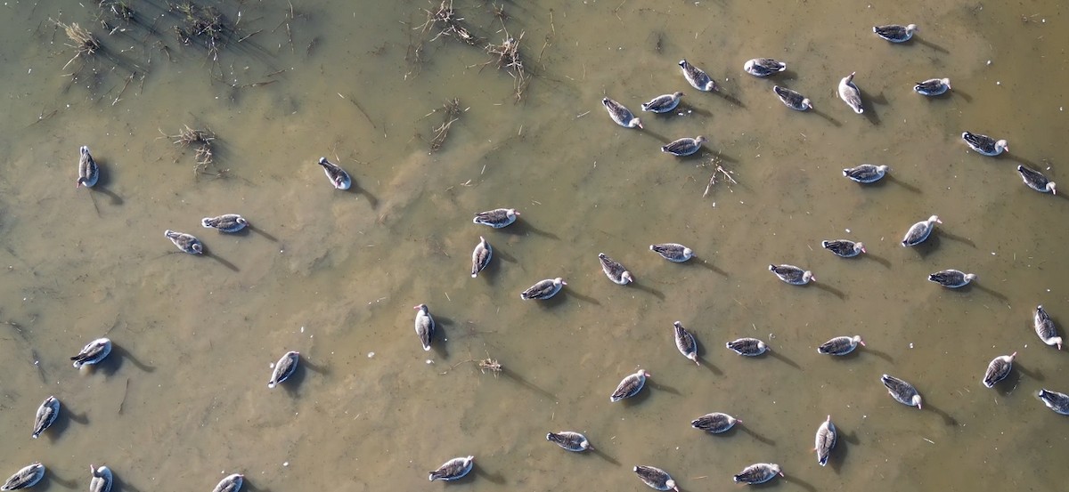 Boz Kaz - ML647440052