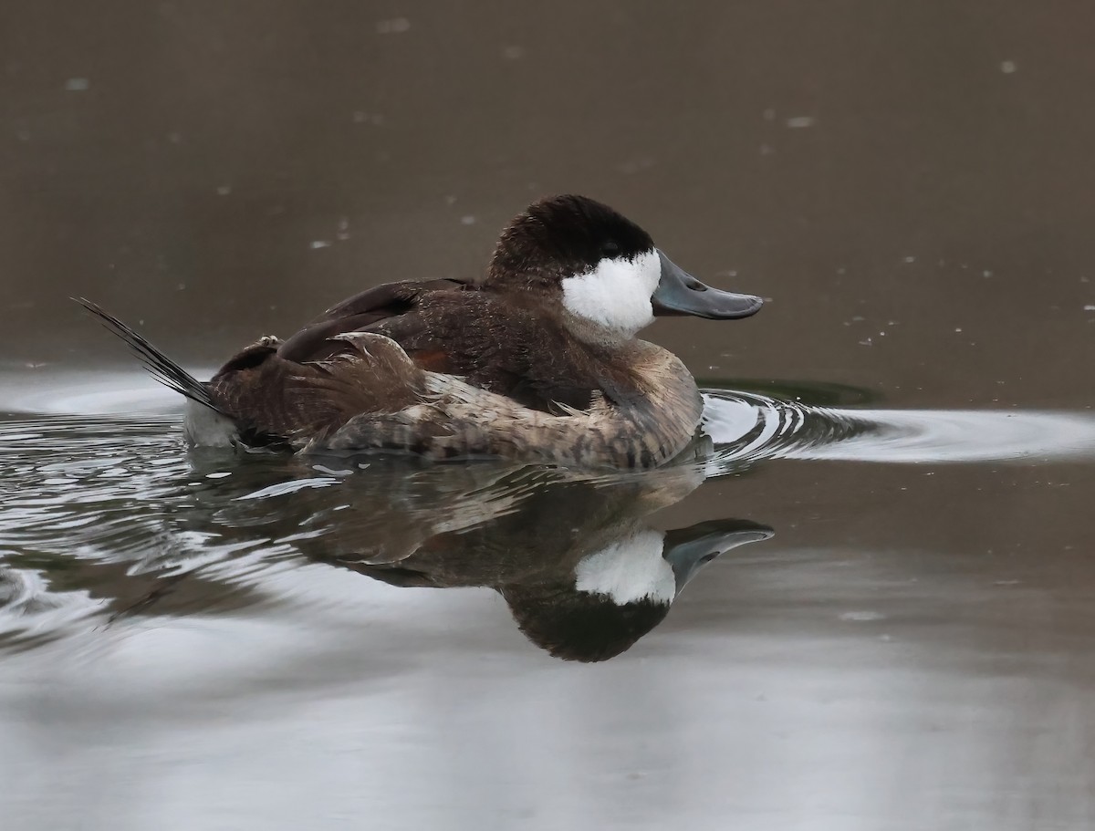 Ahate herdoiltsua - ML647440071