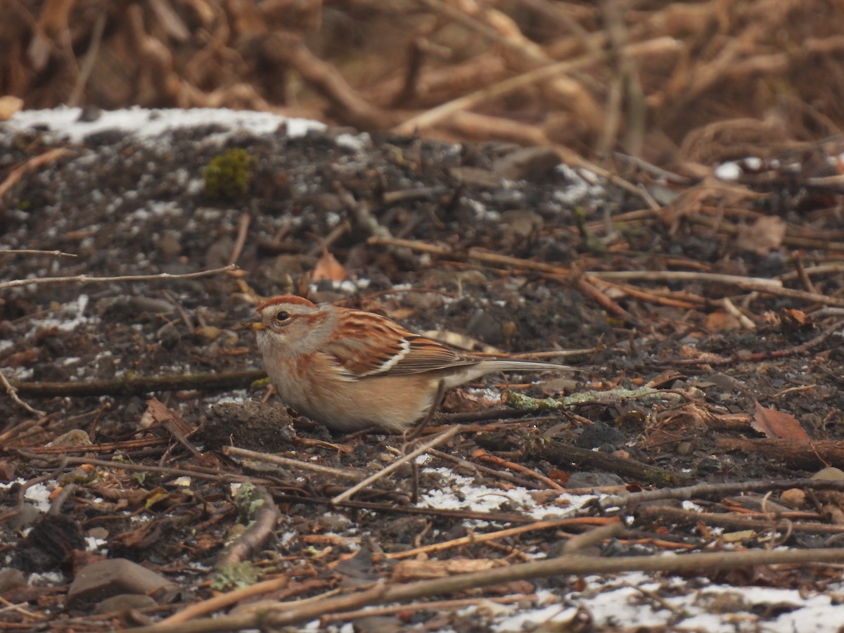 American Tree Sparrow - ML647440098