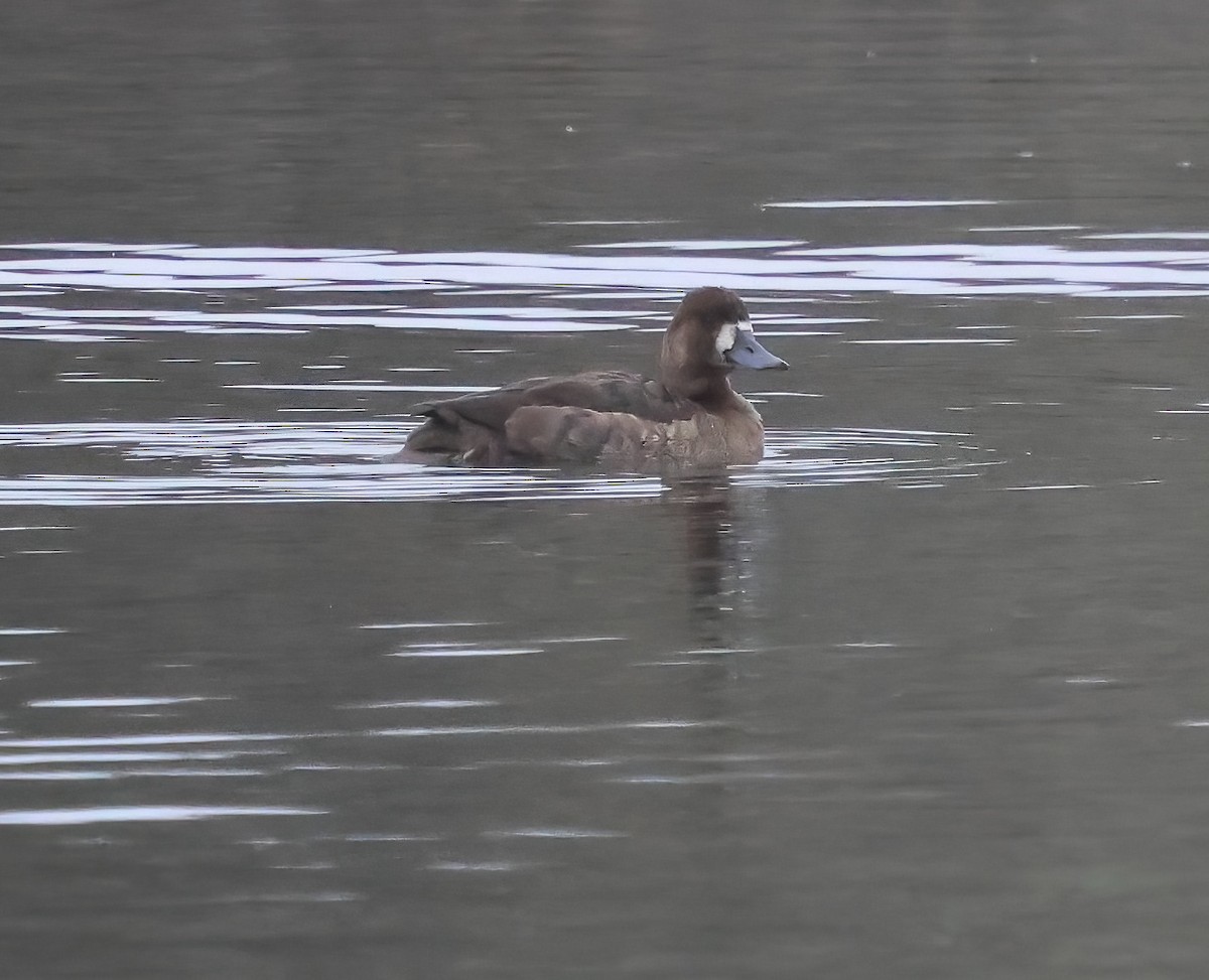 Porrón Bola - ML647440113