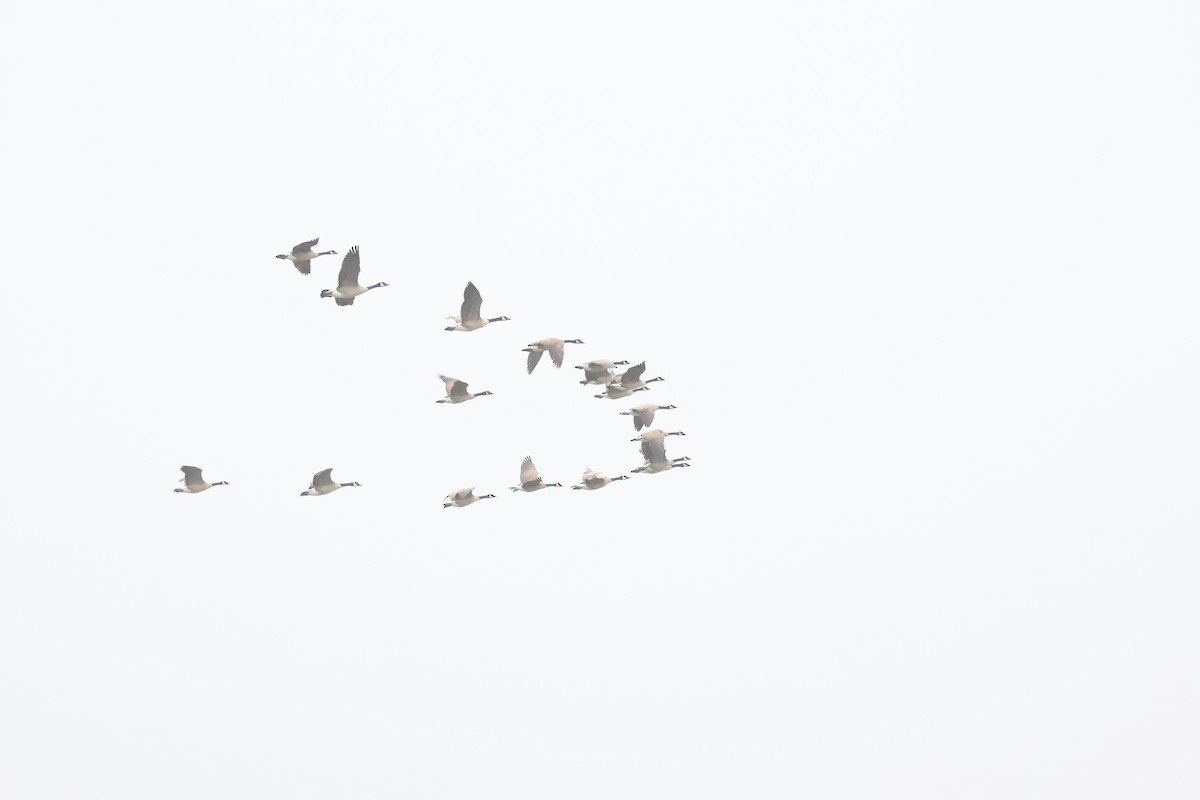 Barnacla Canadiense Grande - ML647440118