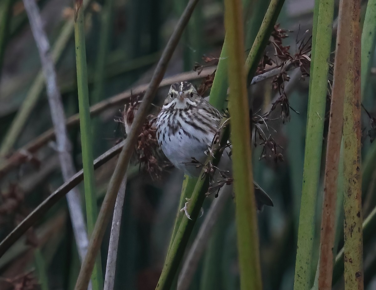 Savannah Sparrow - ML647440127