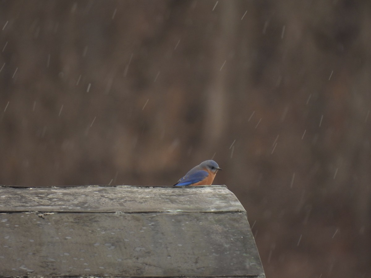 Eastern Bluebird - ML647440136