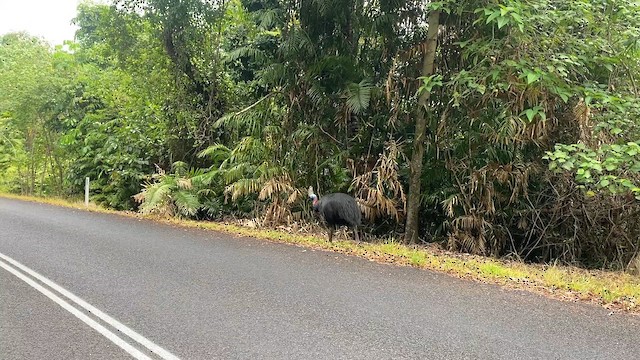 Шлемоносный казуар - ML647440145