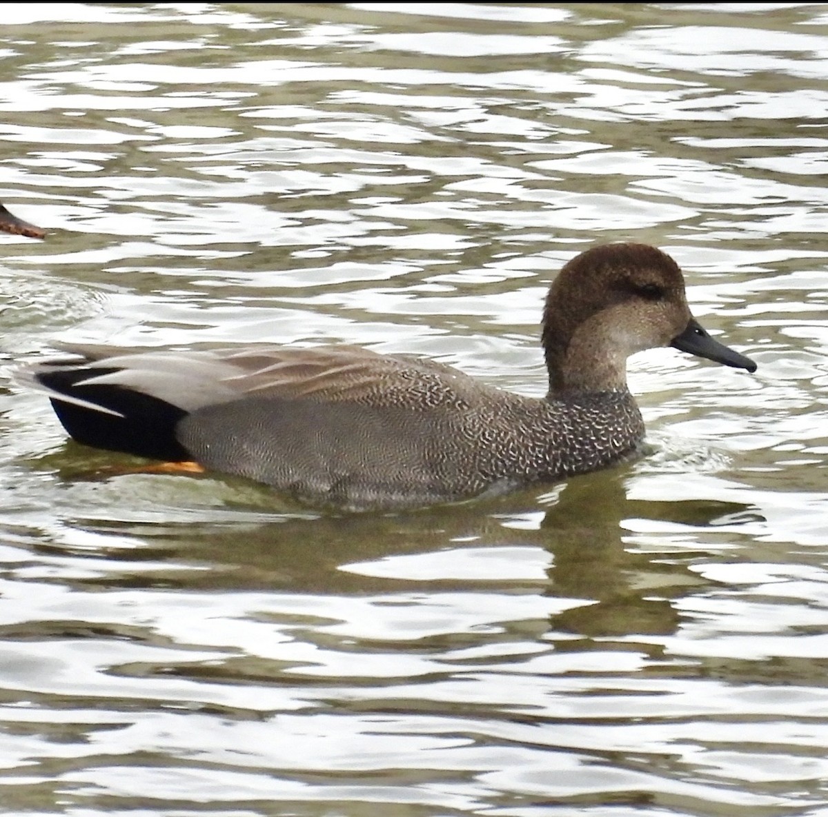 Gadwall - ML647440147