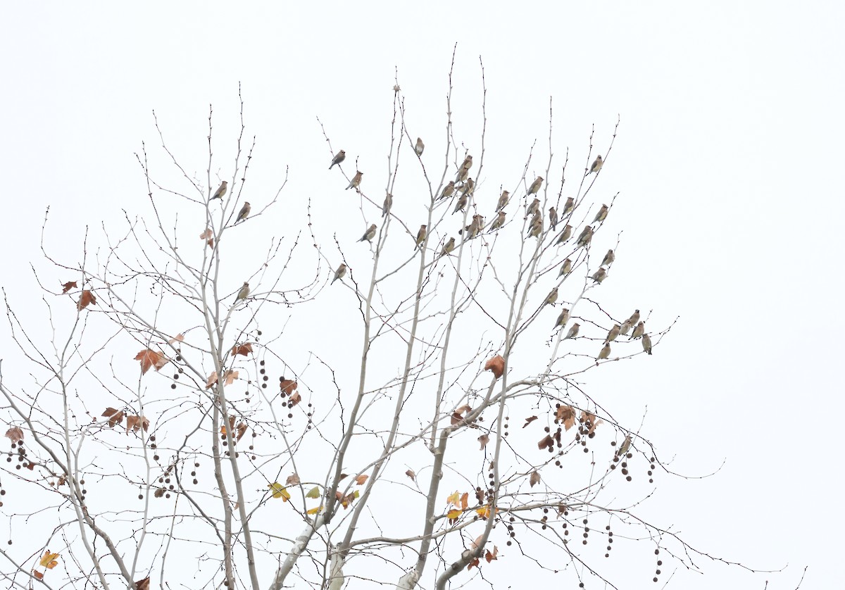 ציצנית אמריקנית - ML647440150