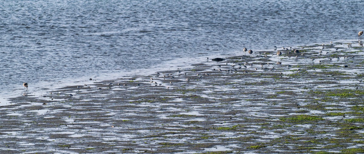 Gambecchio dell'Alaska - ML647440153