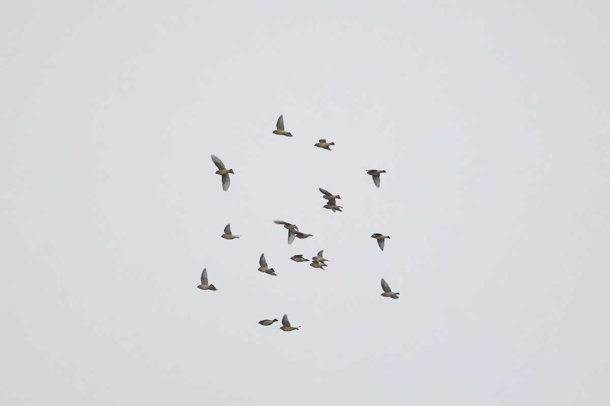 ציצנית אמריקנית - ML647440155