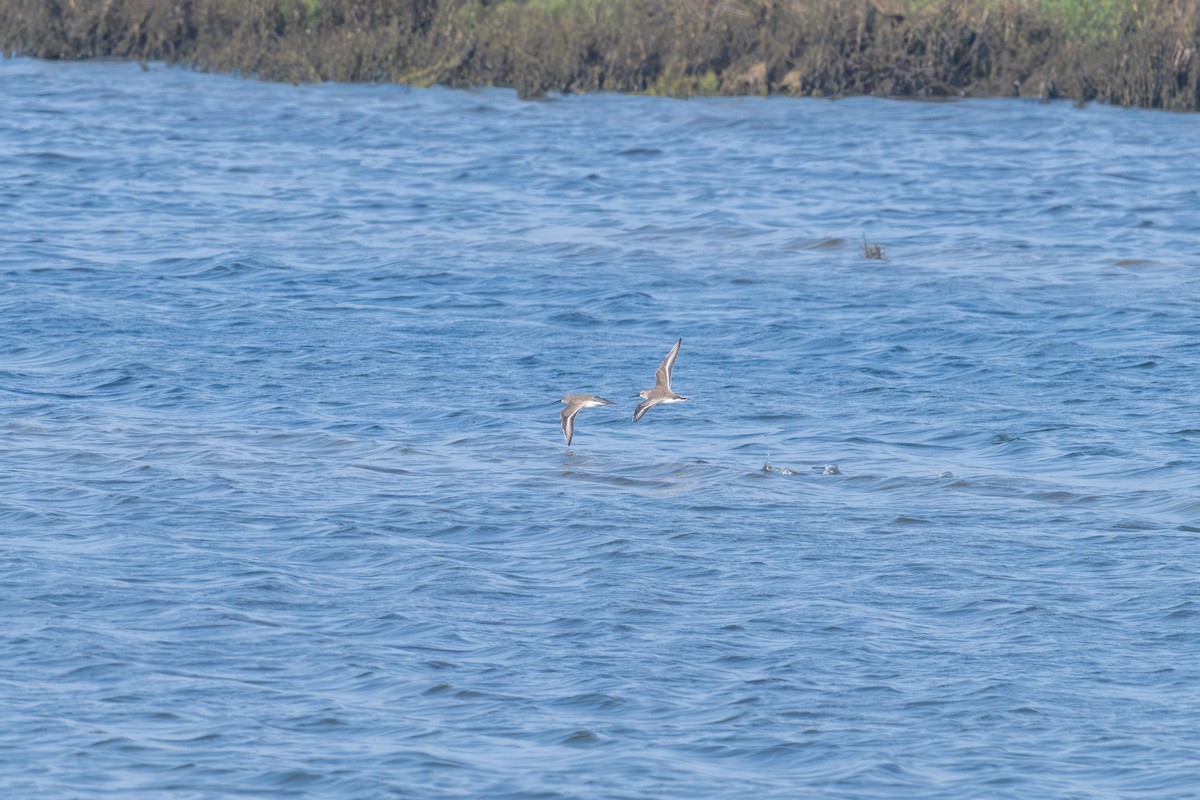 Dunlin - ML647440174