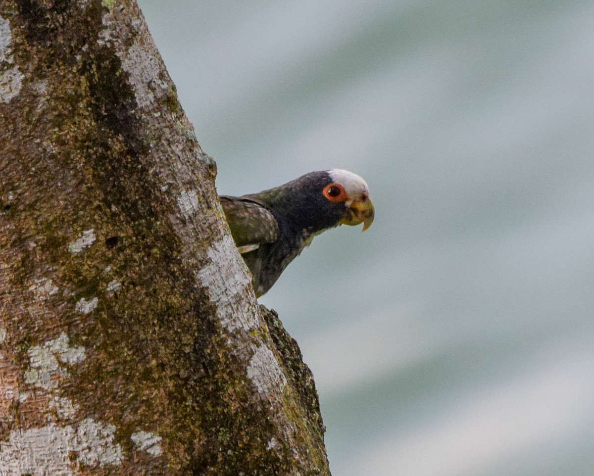 Loro Senil - ML647440177