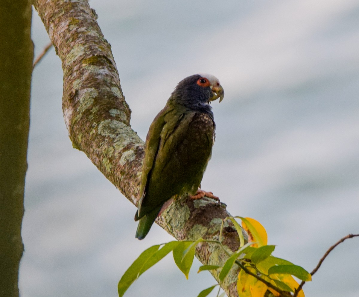 Loro Senil - ML647440178