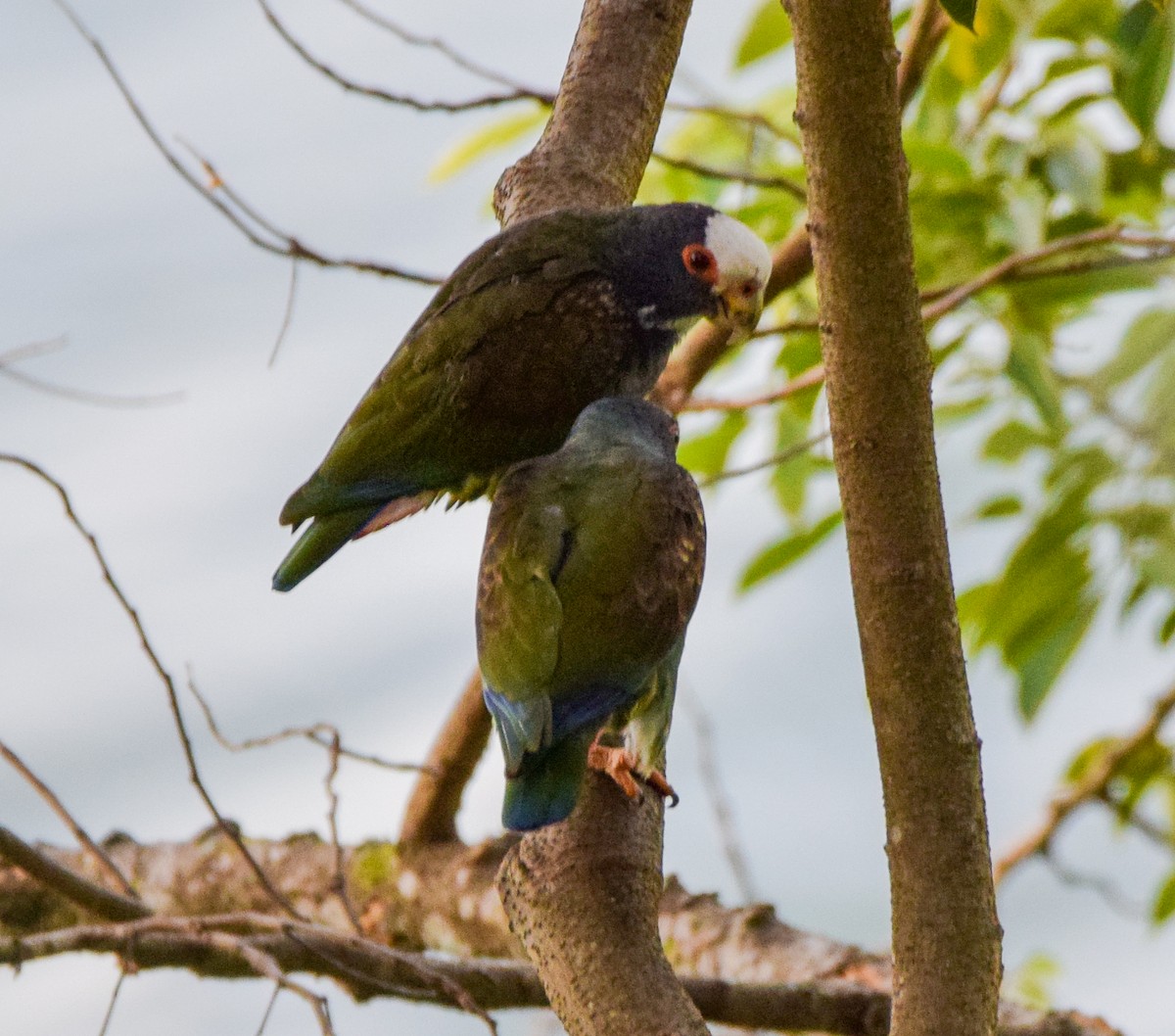 Loro Senil - ML647440179