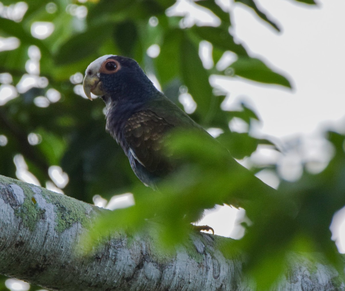 Loro Senil - ML647440180