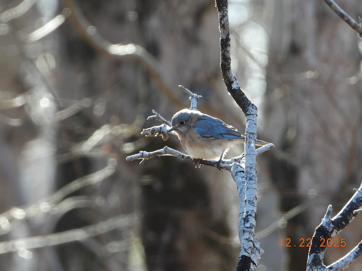 Eastern Bluebird (Eastern) - ML647440181