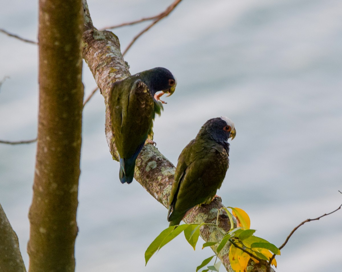 Loro Senil - ML647440182