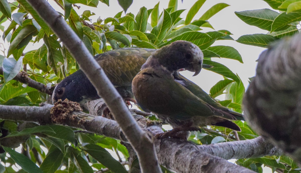 Loro Senil - ML647440183