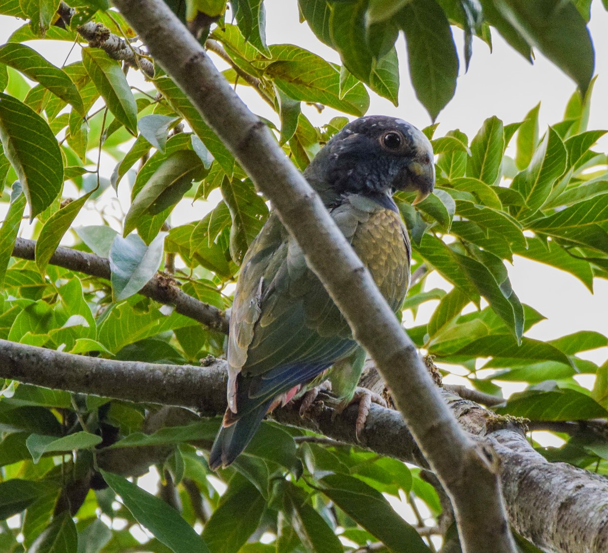 Loro Senil - ML647440184