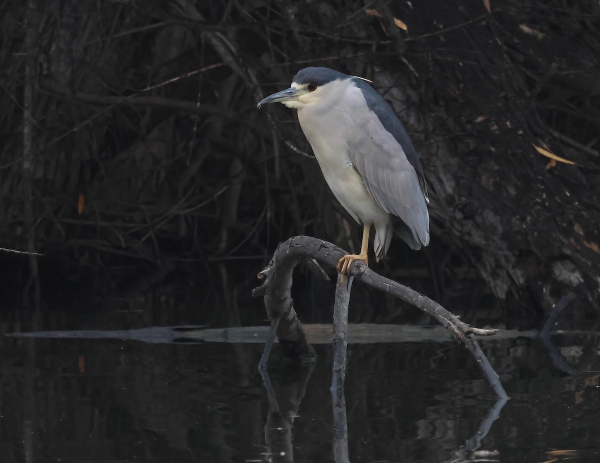 Martinete Común - ML647440185