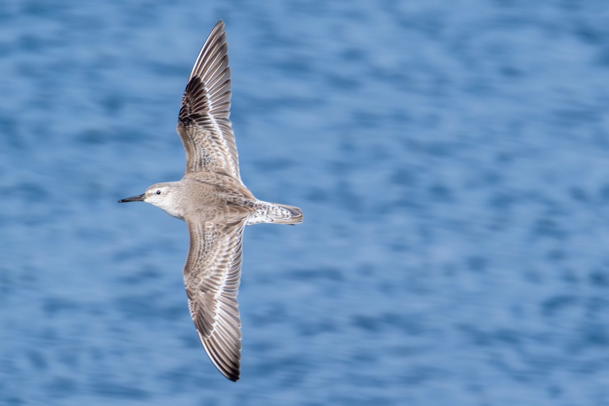 Bécasseau maubèche - ML647440187