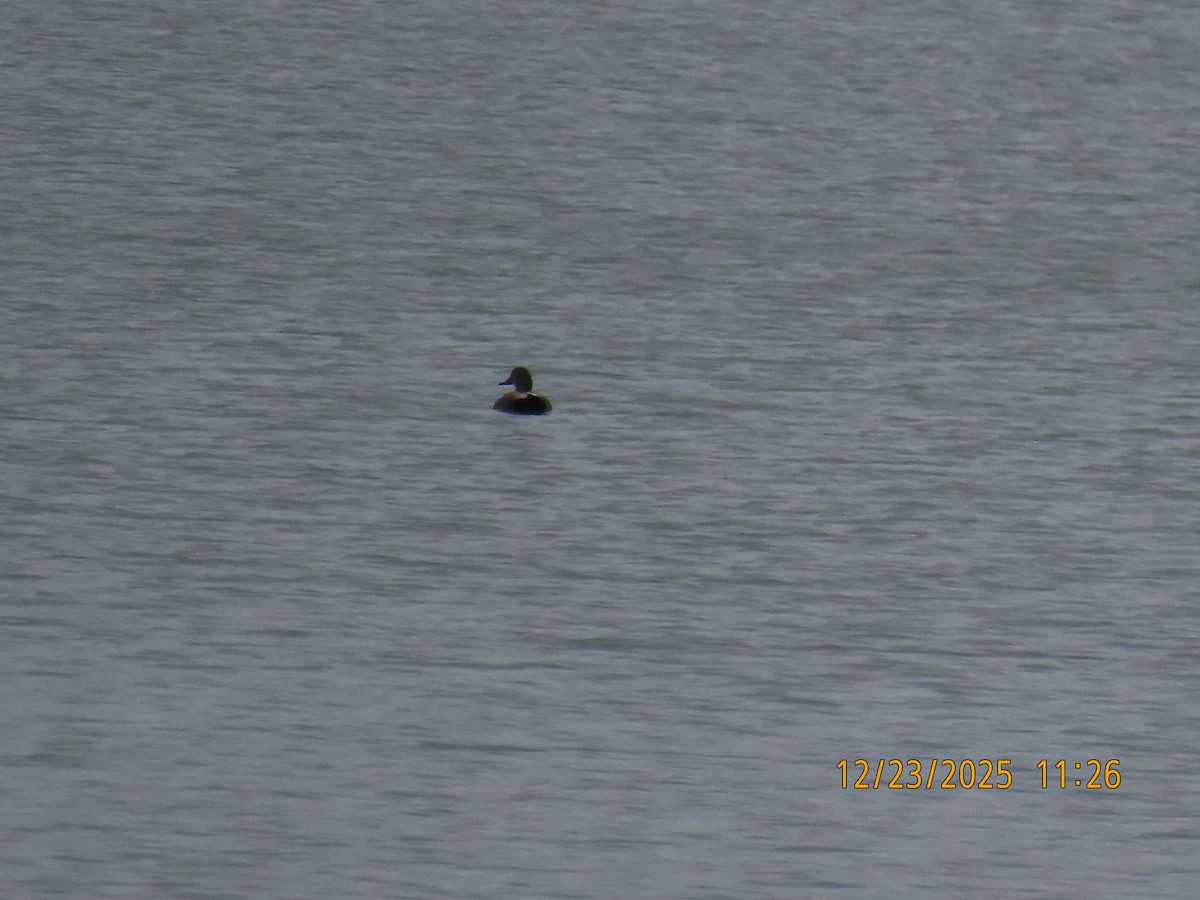 Gadwall - ML647440200