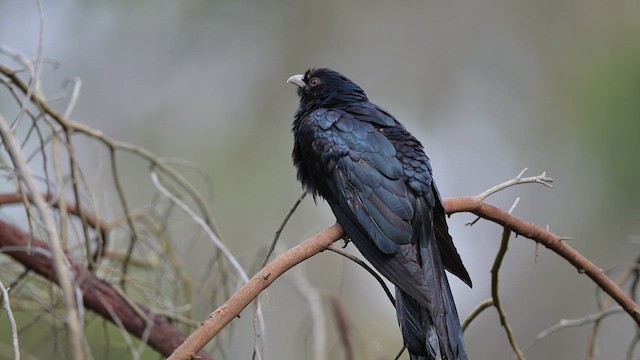 Pasifik Koeli - ML647440228