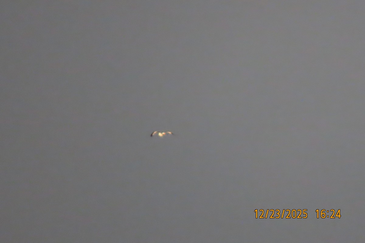 Gaviota Occidental - ML647440251