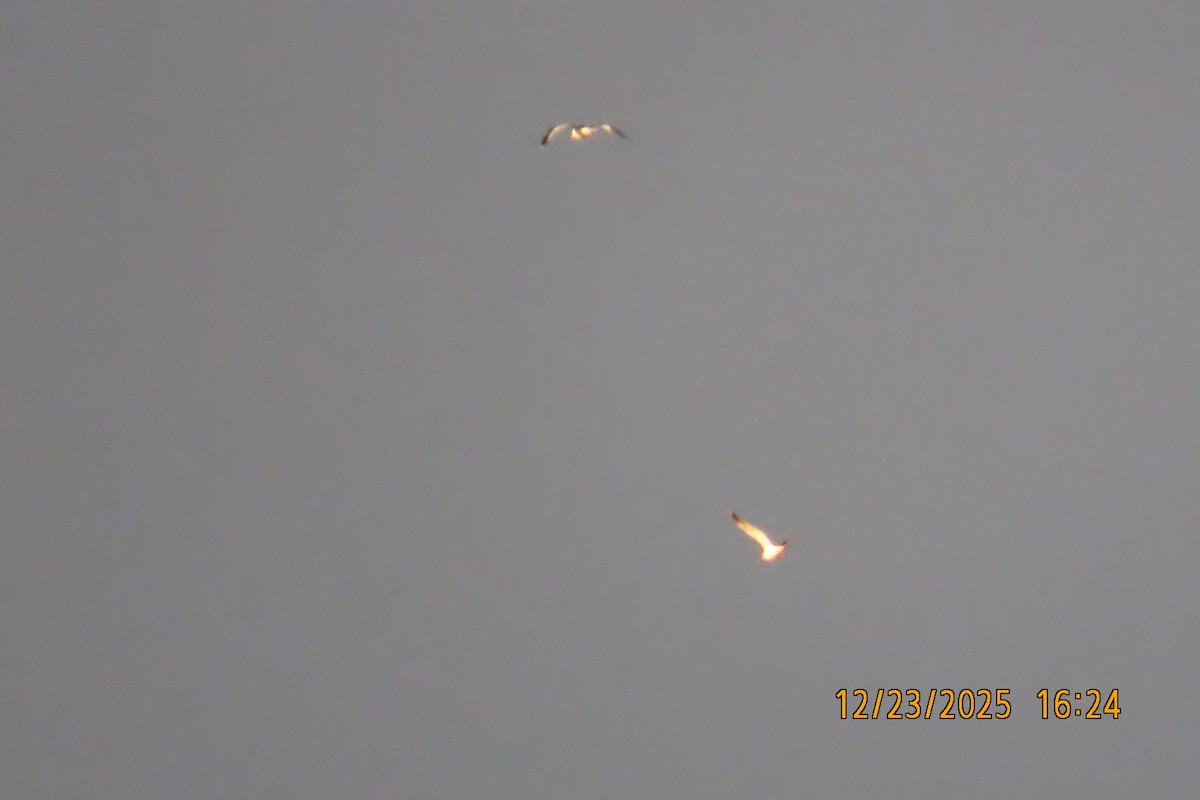 Gaviota Occidental - ML647440253