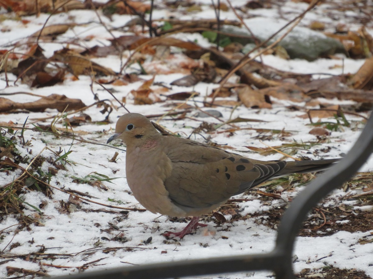 Mourning Dove - ML647440254