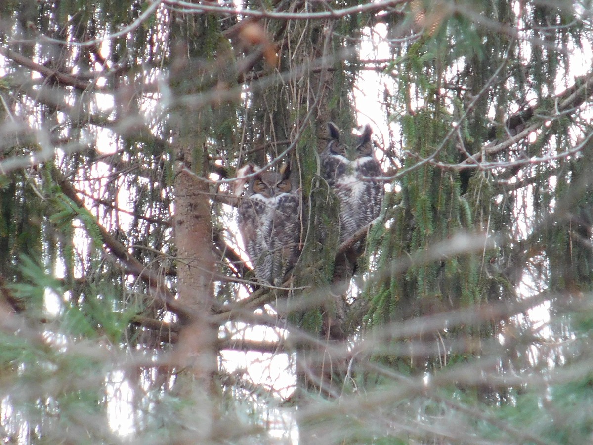 Пугач віргінський - ML647440294