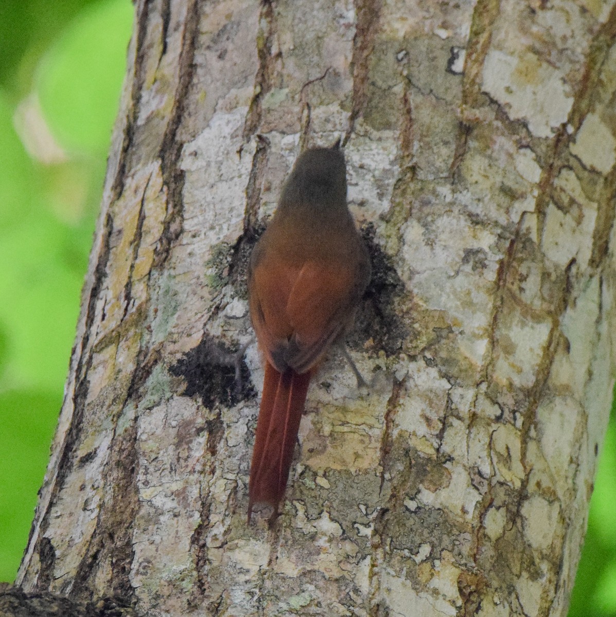 Olivaceous Woodcreeper - ML647440310