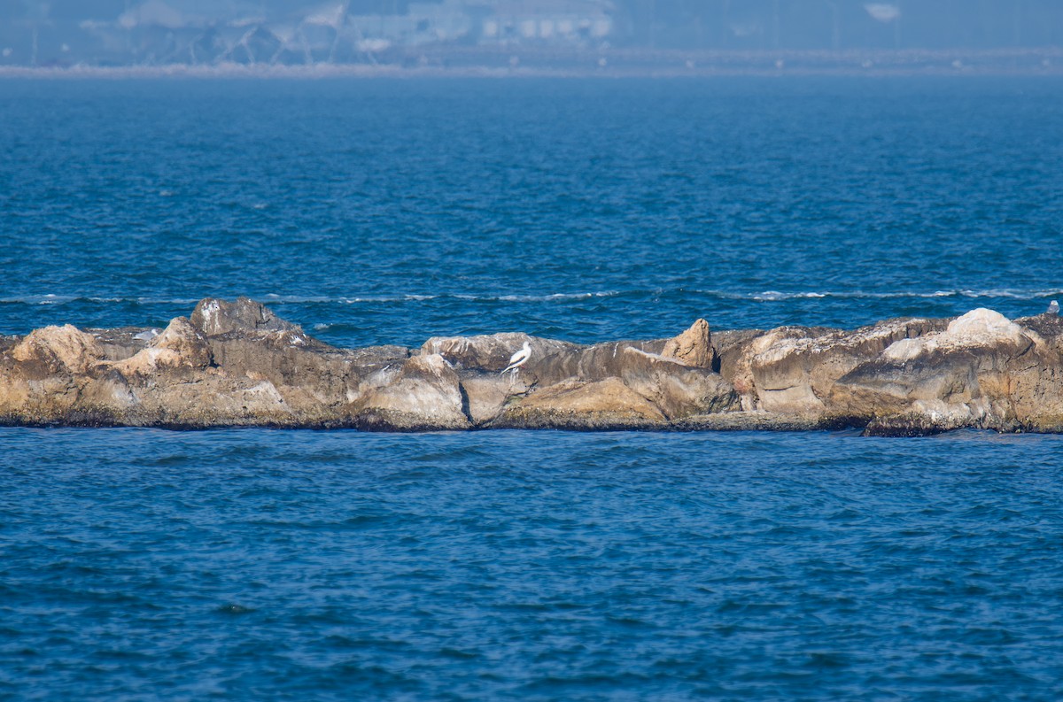 Сула червононога - ML647440313