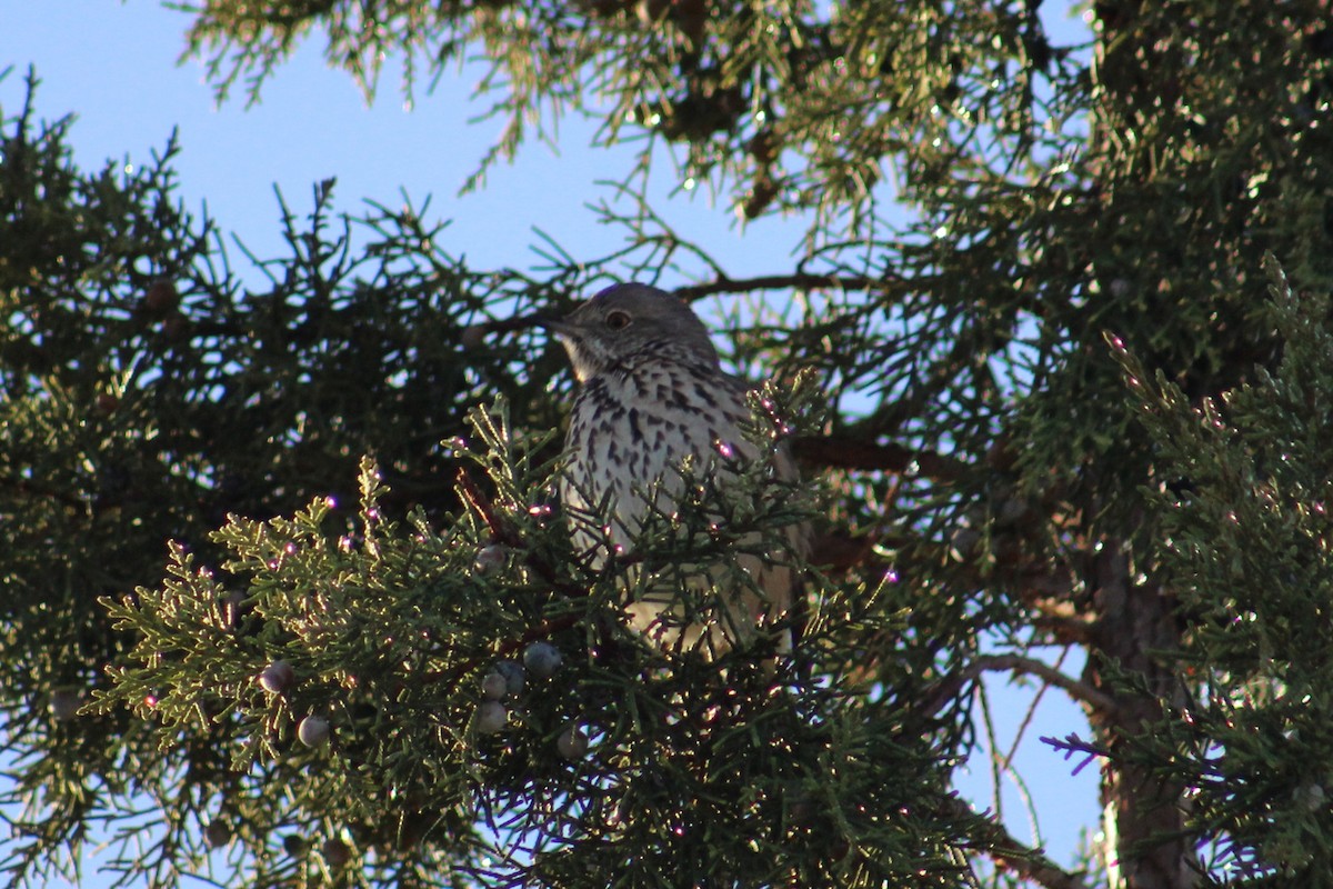 Sage Thrasher - ML647440316