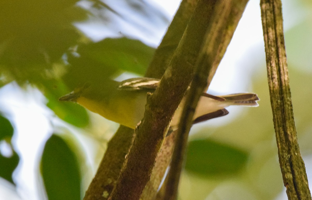 Yellow-throated Vireo - ML647440326