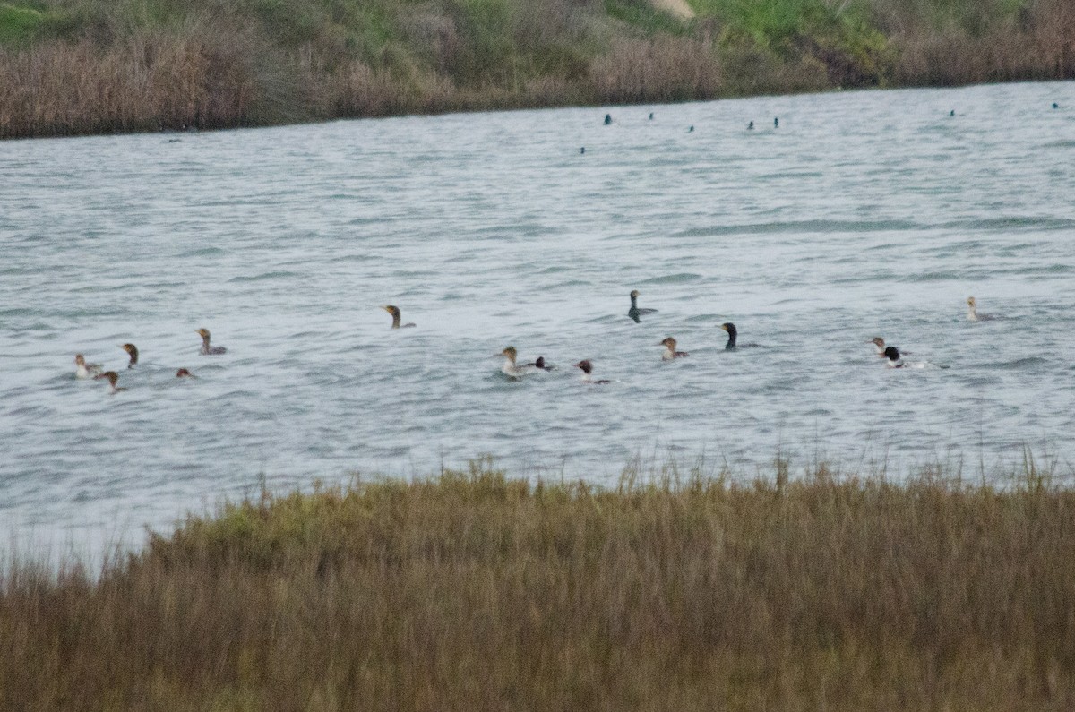 Serreta Mediana - ML647440329